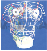 The microstructure model of parasympathetic nerve intracranial